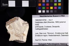 Foto (Objket + Etiketten) von Galatheites zitteli (Moericke, 1889) 